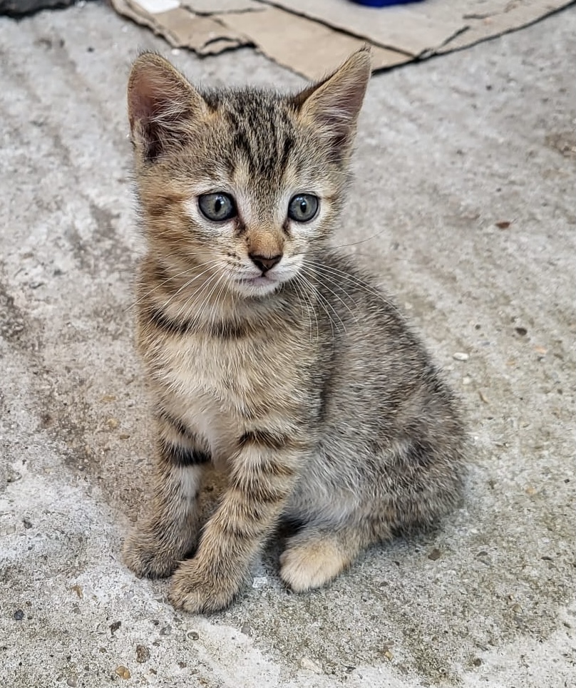 Două surioare au nevoie de familii!♥️♥️♥️