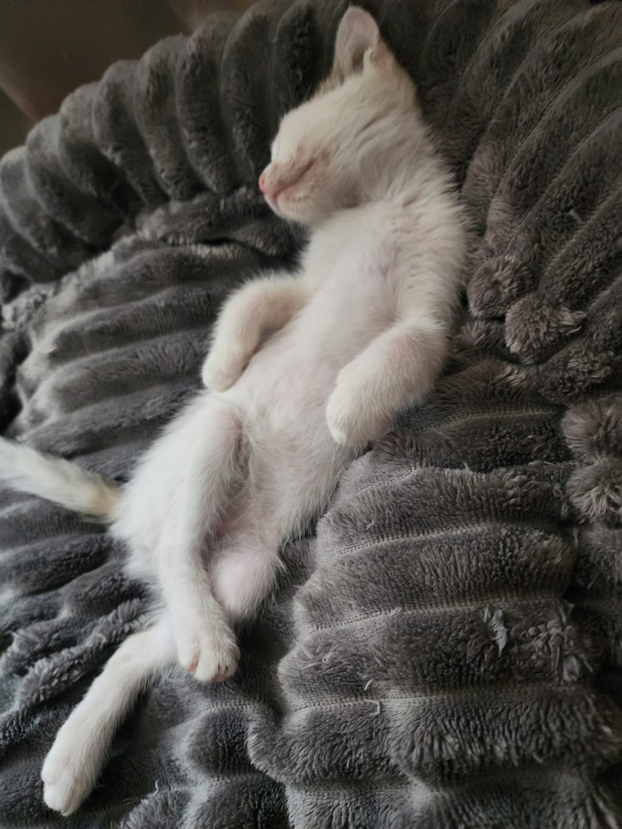 Ciulinică isi cauta casuta lui permanenta😻
