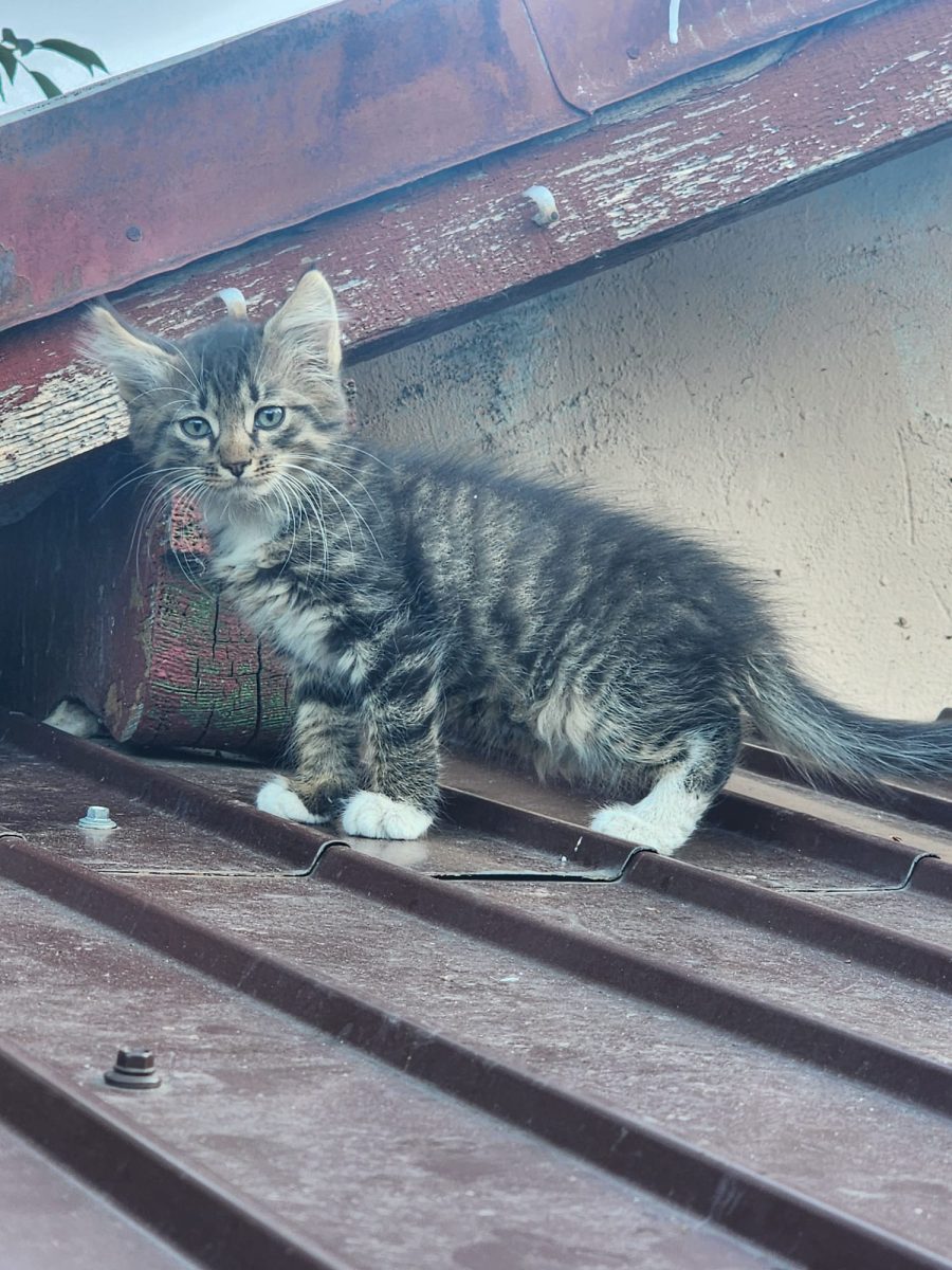 Licuriciu isi cauta casuta permanenta😻🏡