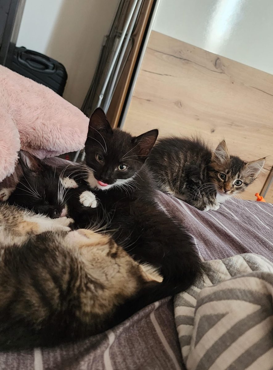 Piciu isi cauta casuta permanenta😻🏡