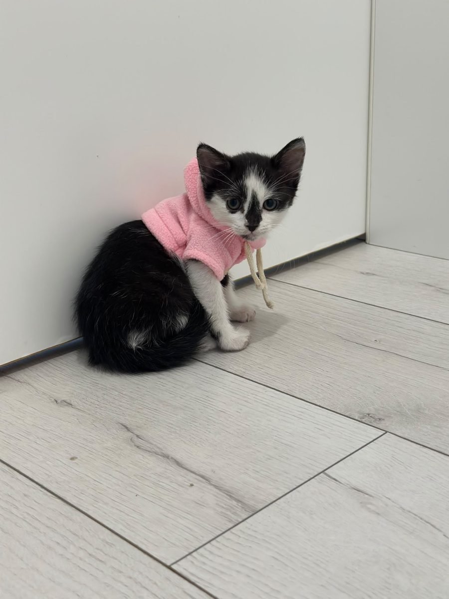 Micuța asta minunată își dorește o familie!💖💖💖