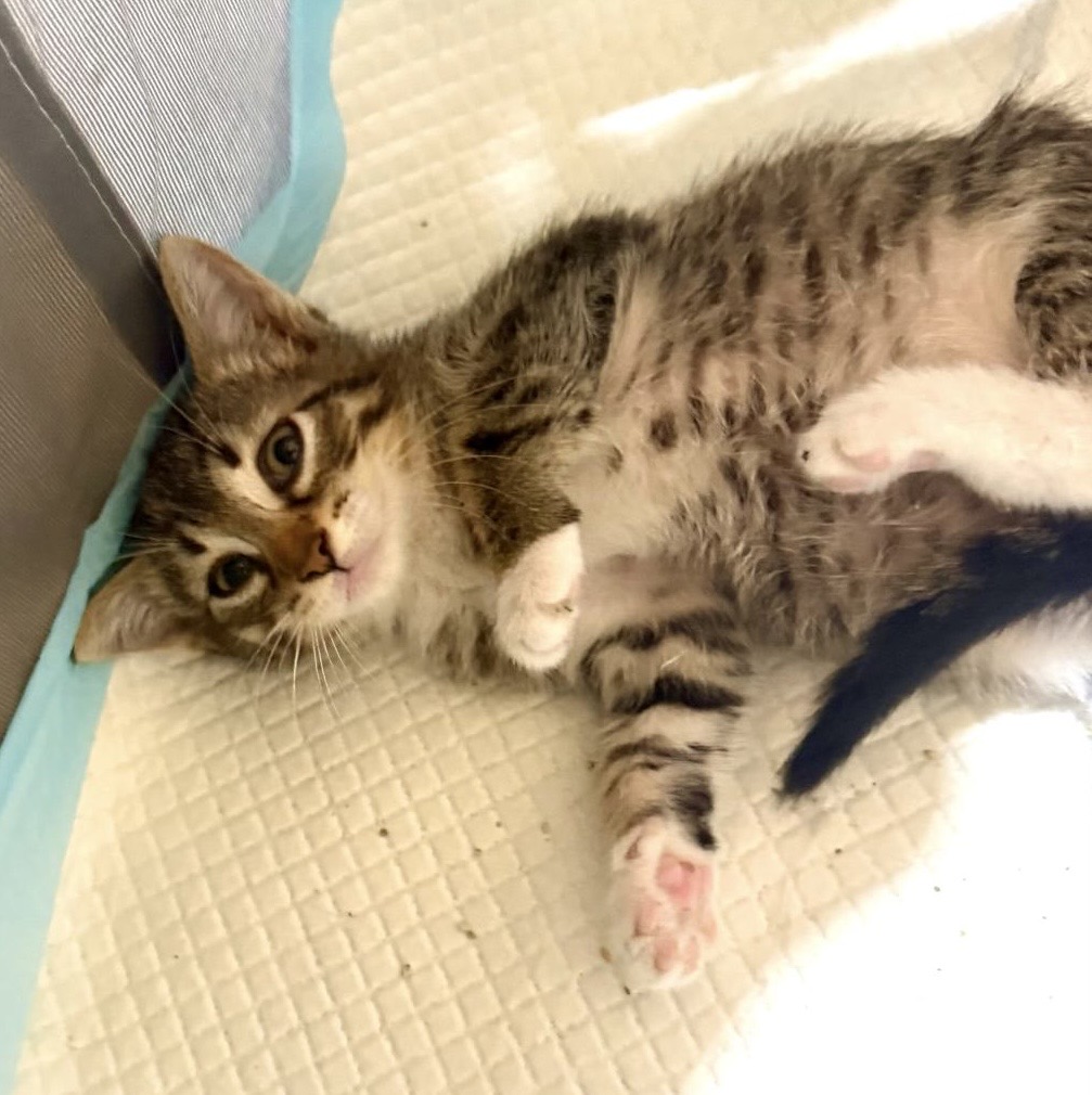 Trei fetițe,trei inimioare curate își doresc sa fie adoptate!💖💖💖