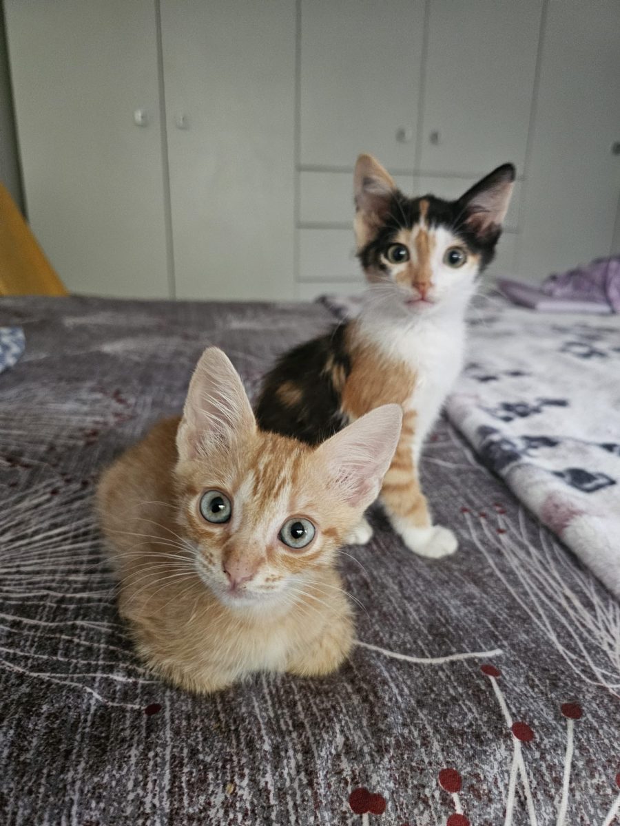 Două inimi pereche își doresc adoptii responsabile!💖💖💖