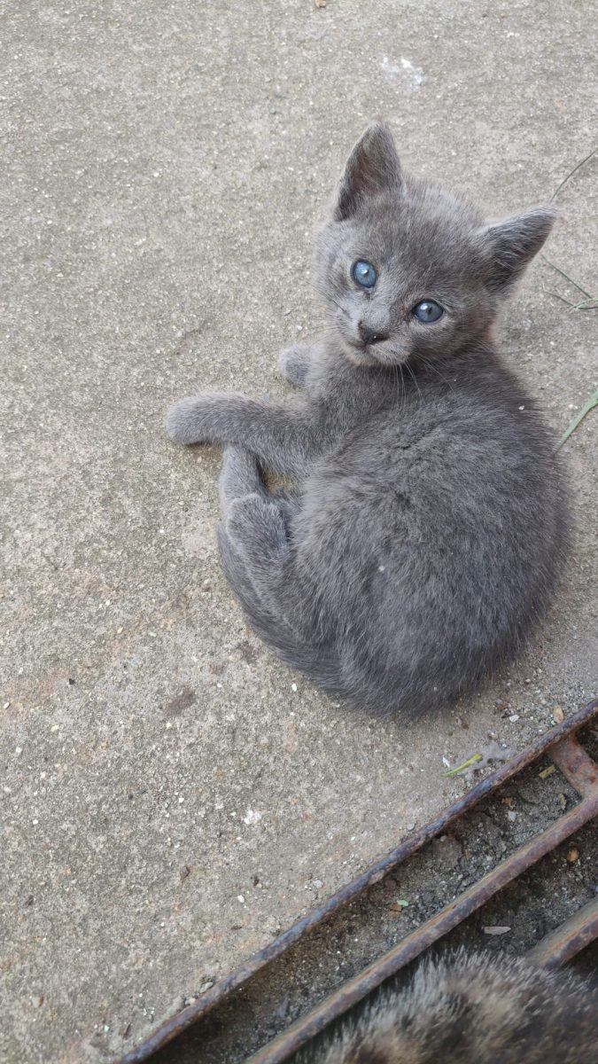 Pisica adoptie