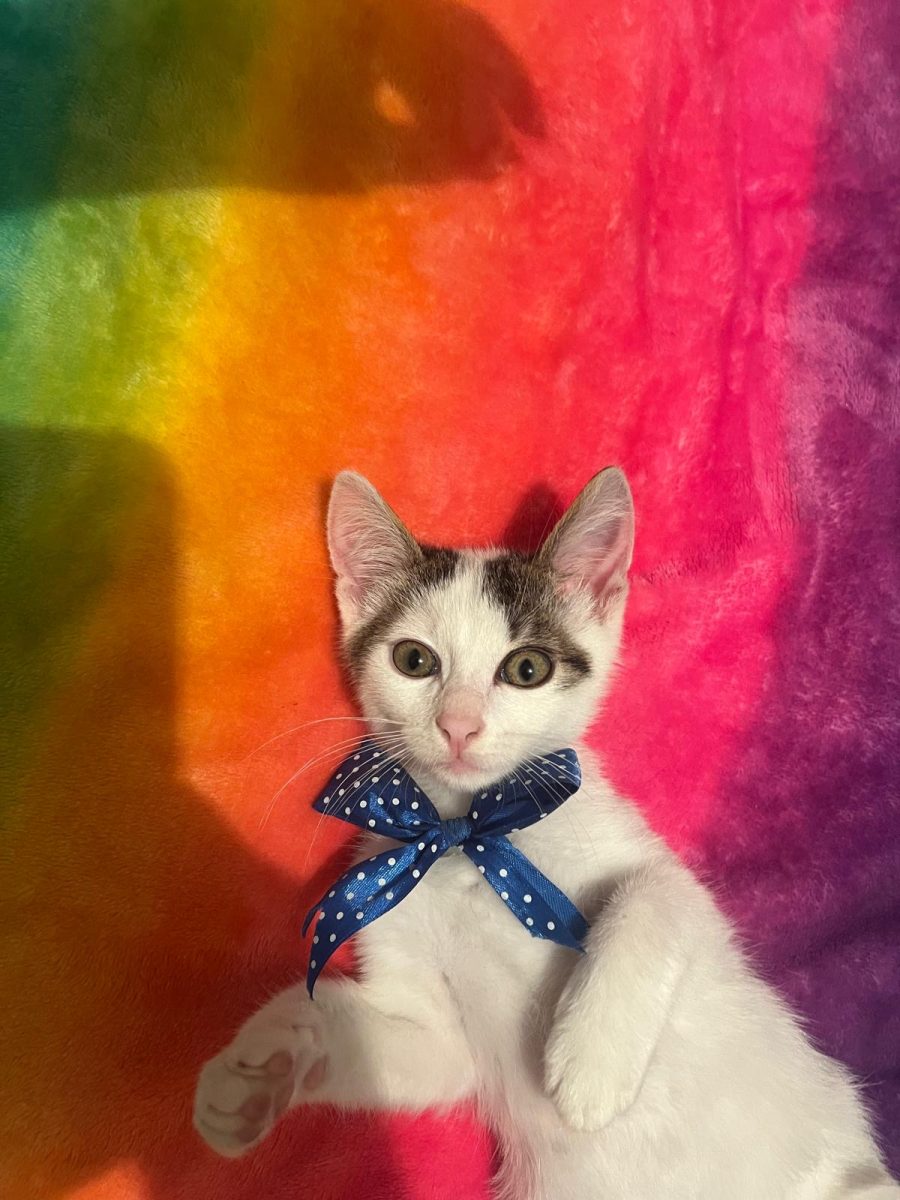 Mititel și jucăuș își caută familia lui!💙💙💙
