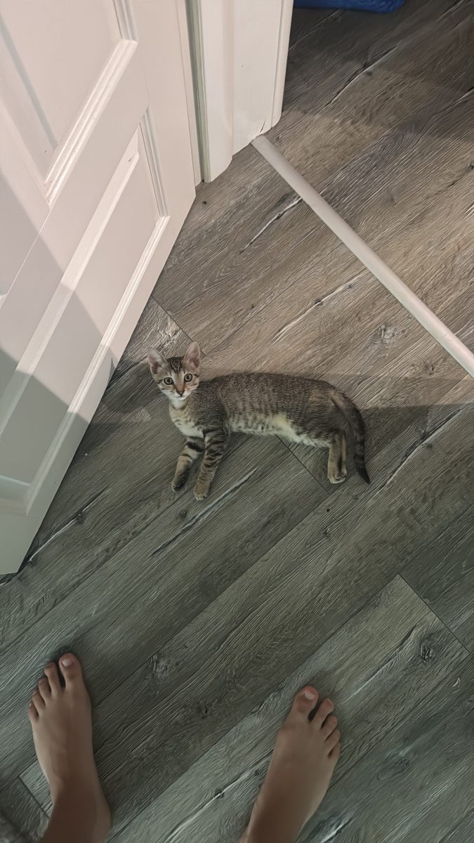 pisoi aproximativ 2 luni, caută familie iubitoare