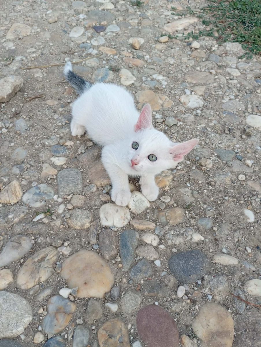 Doua minuni de baietei isi cauta familii minunate!💙💙💙