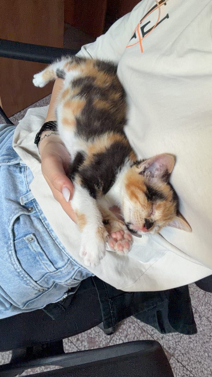 Calico are nevoie de o familie