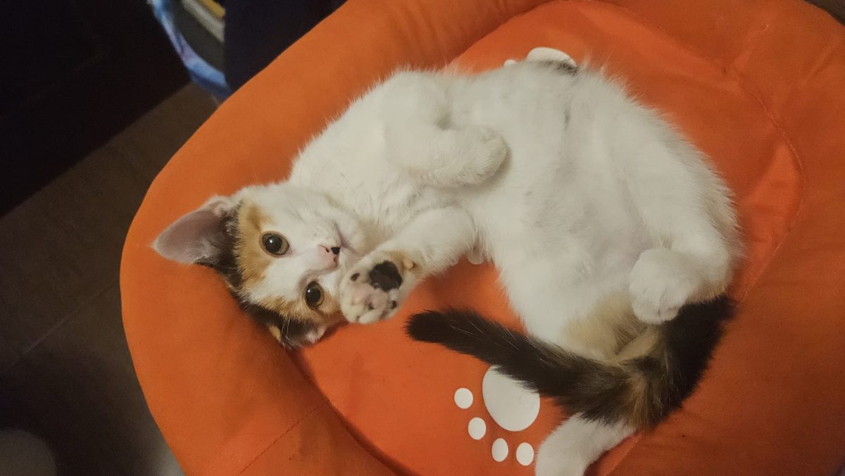 Dulcica si rasfatata caută iubire intr-o familie minunată!💖💖💖