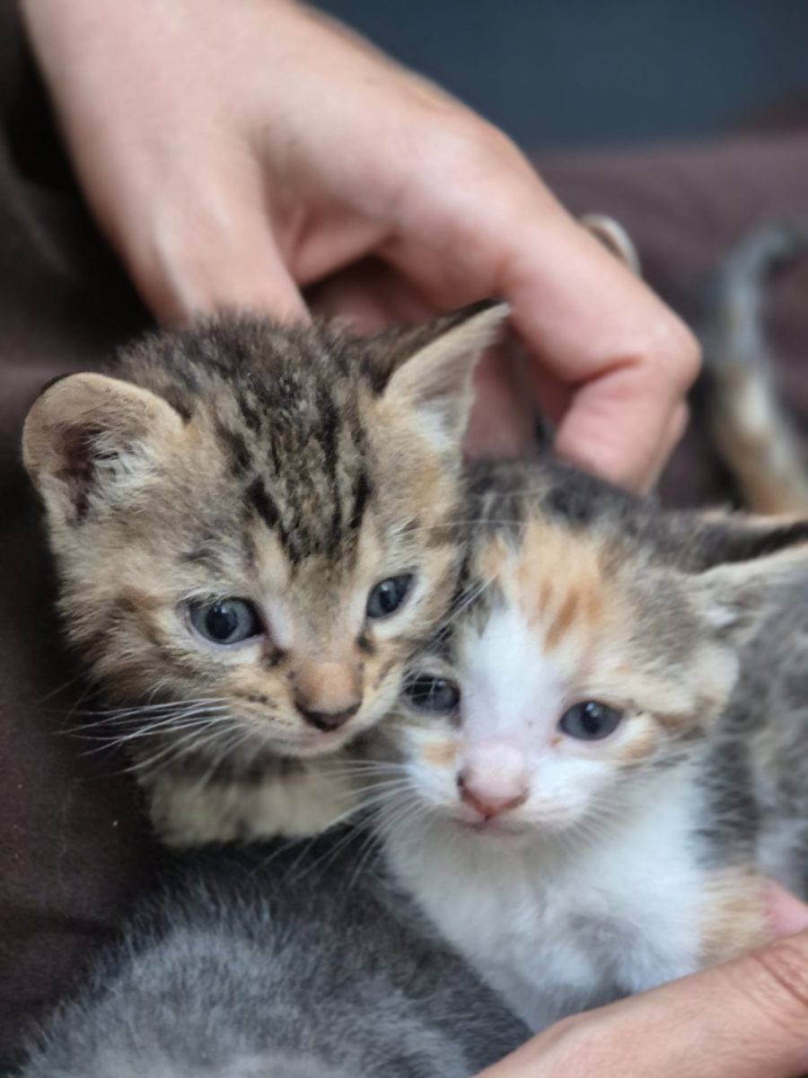 Cinci inimioare mici își caută familii mari!💗💗💗💗💗