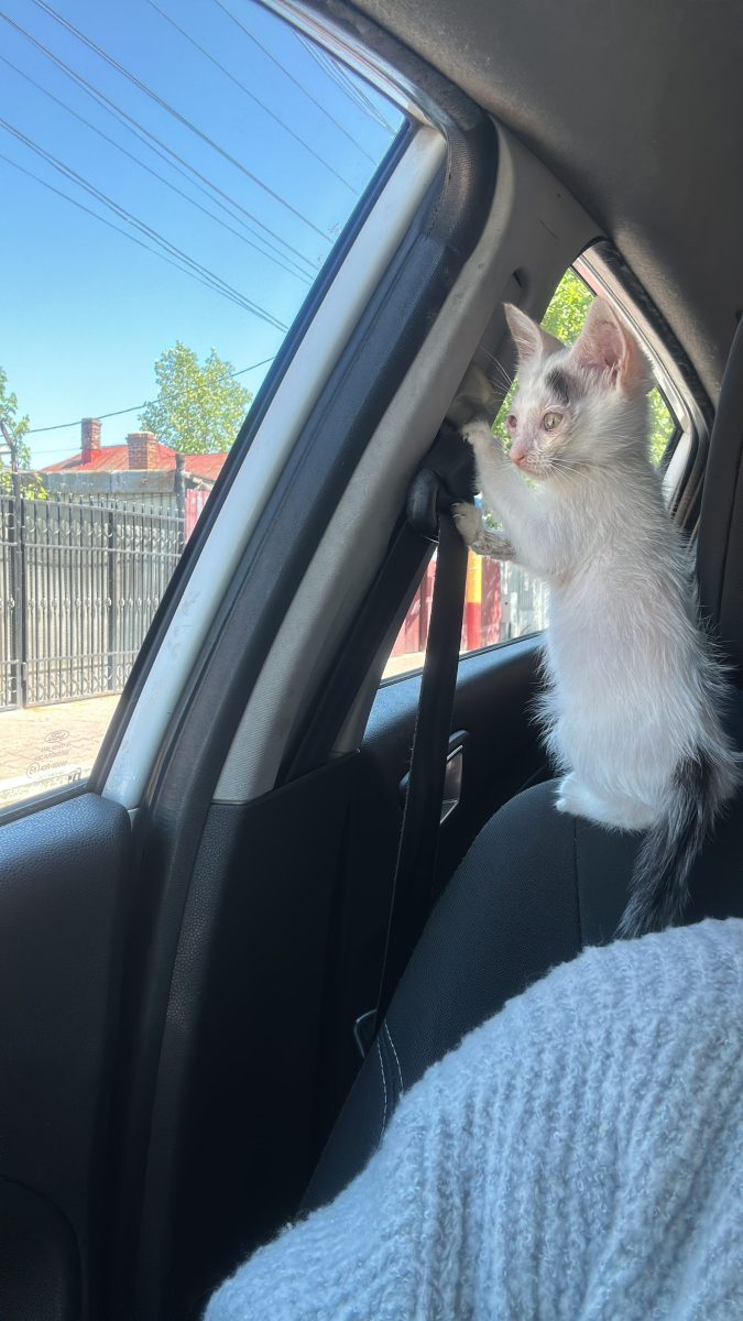 🐾 Spre adopție – Pisoi alb cu gri 🩶🤍