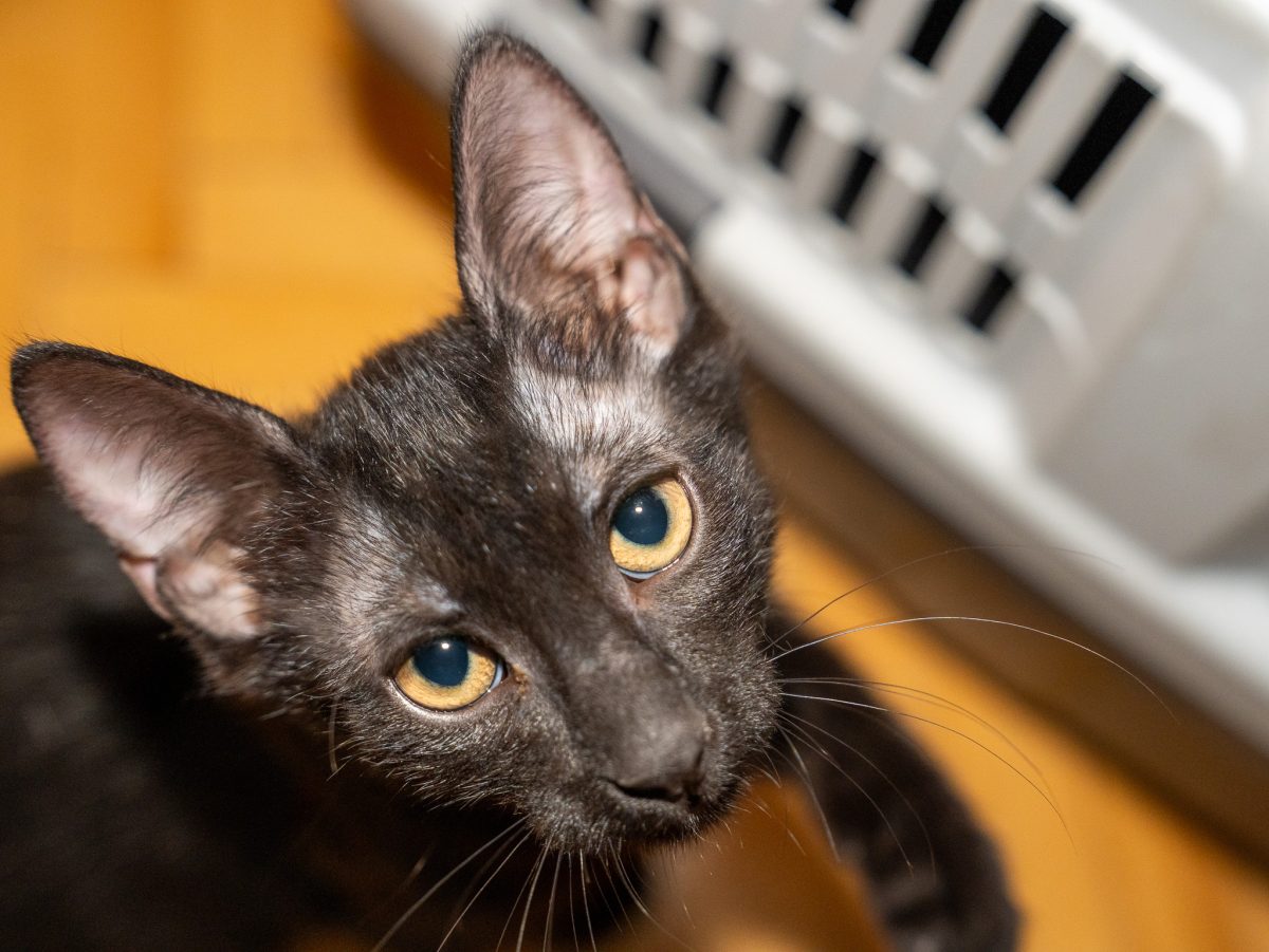 Ianke e gata sa fie adoptat