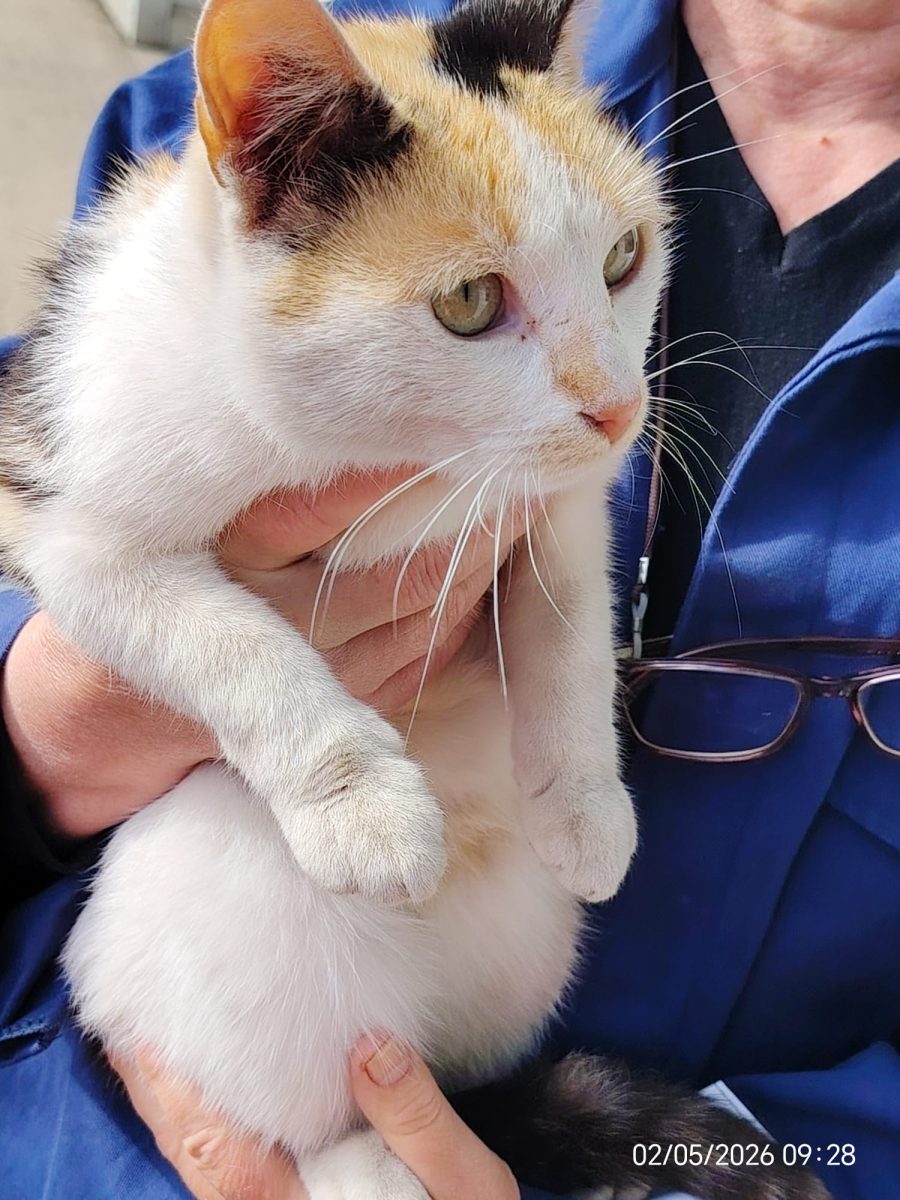 Pisica castrata spre adoptie – livrez in Ploiesti sau apropiere