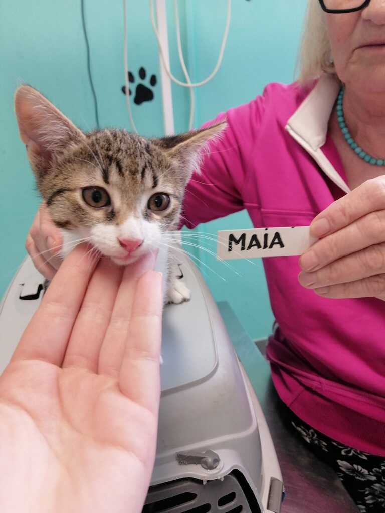 Maia