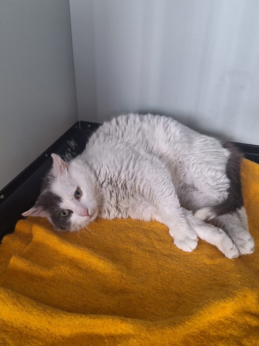 Adoptie pisica motan castrat Simba