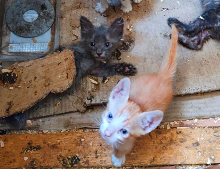 Adoptie pui de pisica diversi