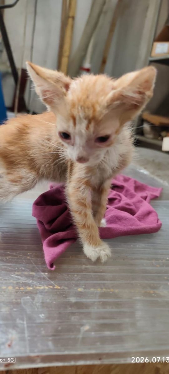 Adoptie pui de pisica