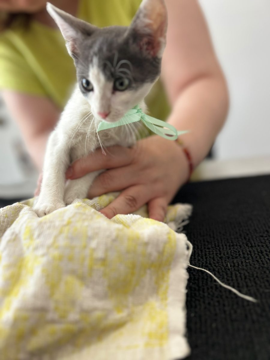 Motanel spre adoptie