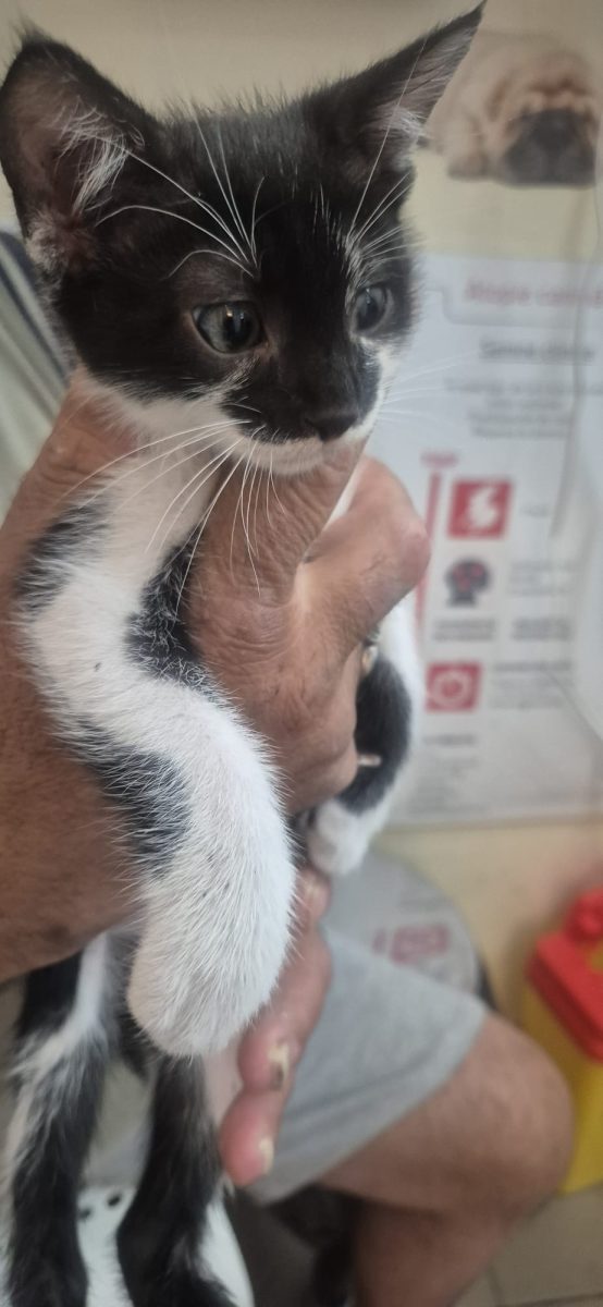 Baietel negru cu alb