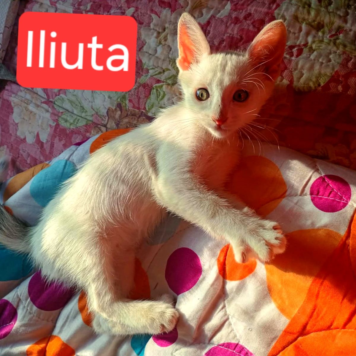 Adoptie pui de pisica