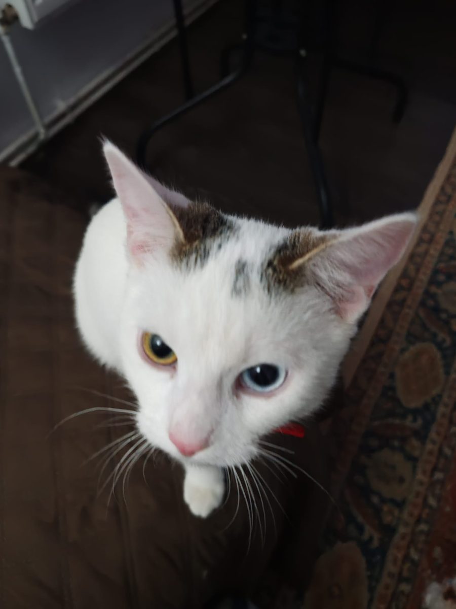 Adopție pisica