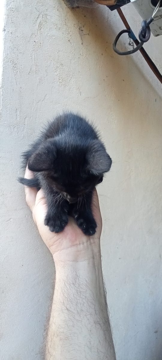 Pisicuț negru