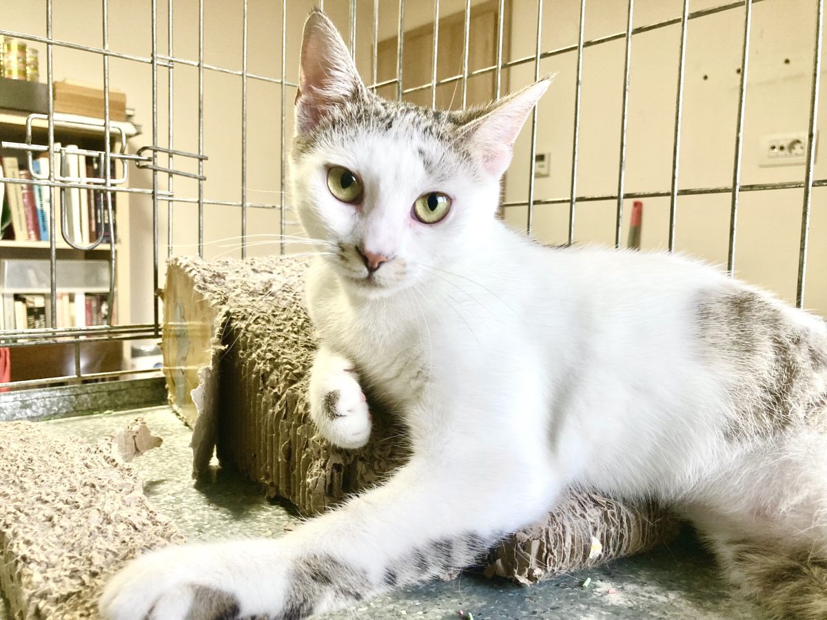 Pepita Lupita, sterilizata, pentru adoptie