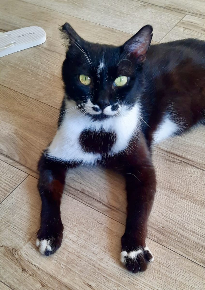 Moustache, motanel iubitor pentru adoptie