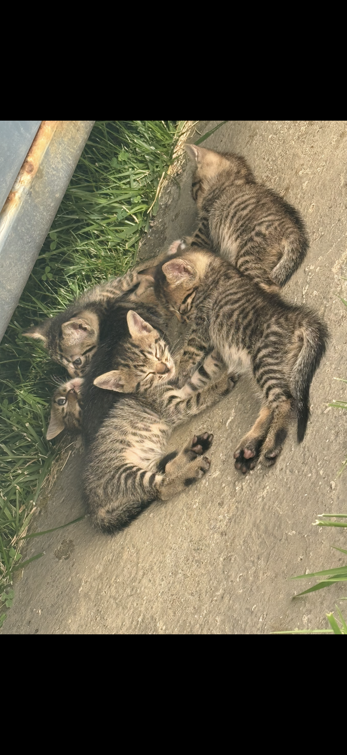 5 pisicuțe își caută familii iubitoare