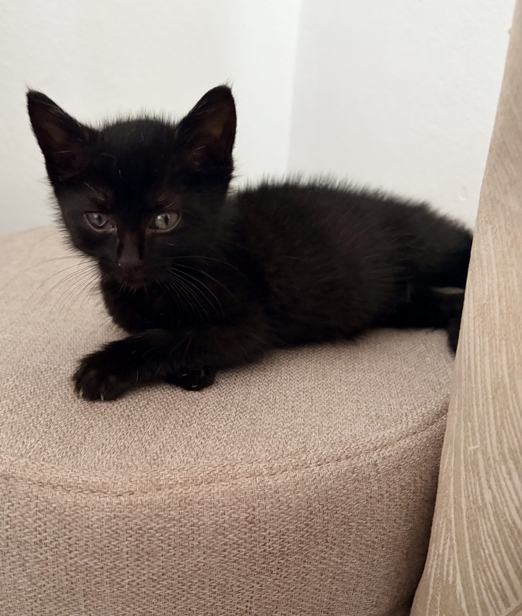 Pui de pisica spre adoptie