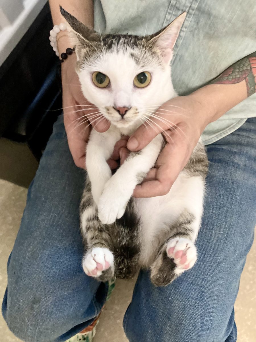 Pepita Lupita, sterilizata, pentru adoptie