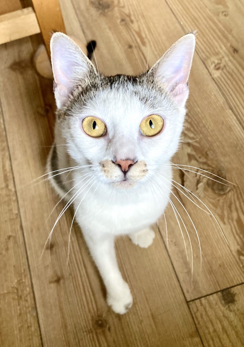 Plushica pentru adoptie