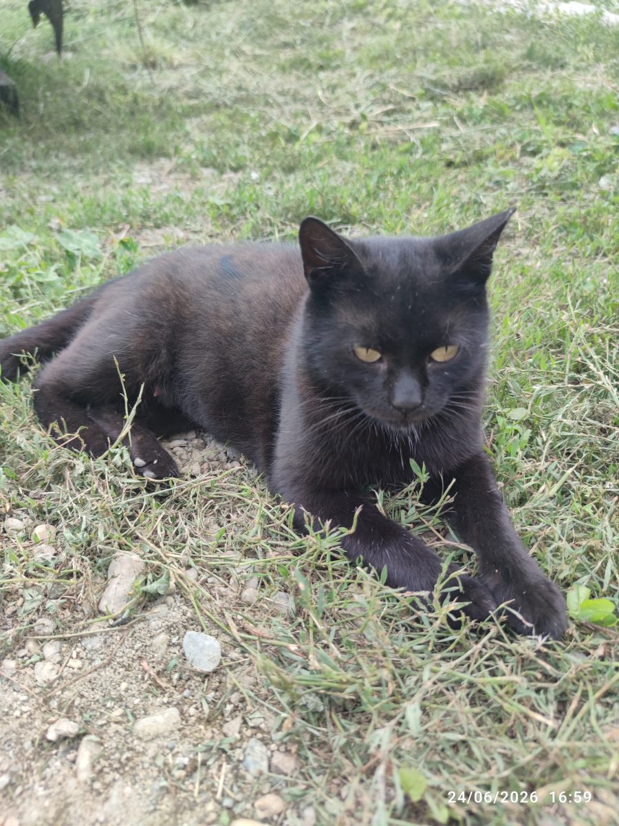 Mura cea blanda si cuminte