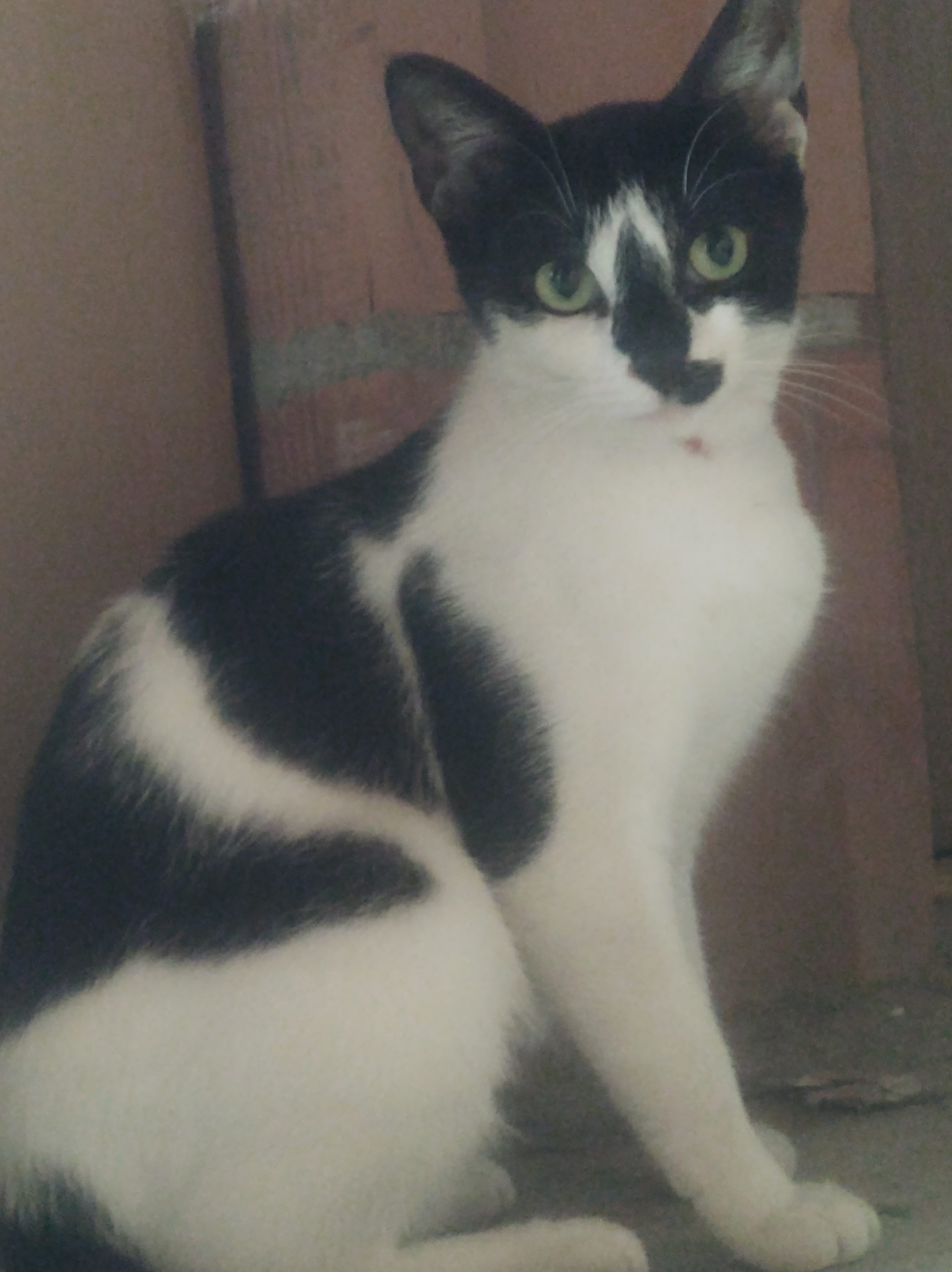 Duda femela Tuxedo