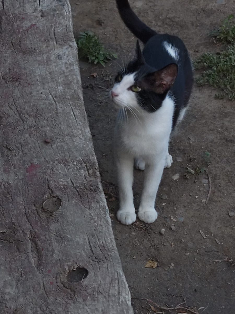 Motan alb cu negru