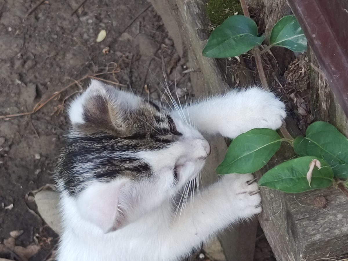 Motănel frumos și jucăuș