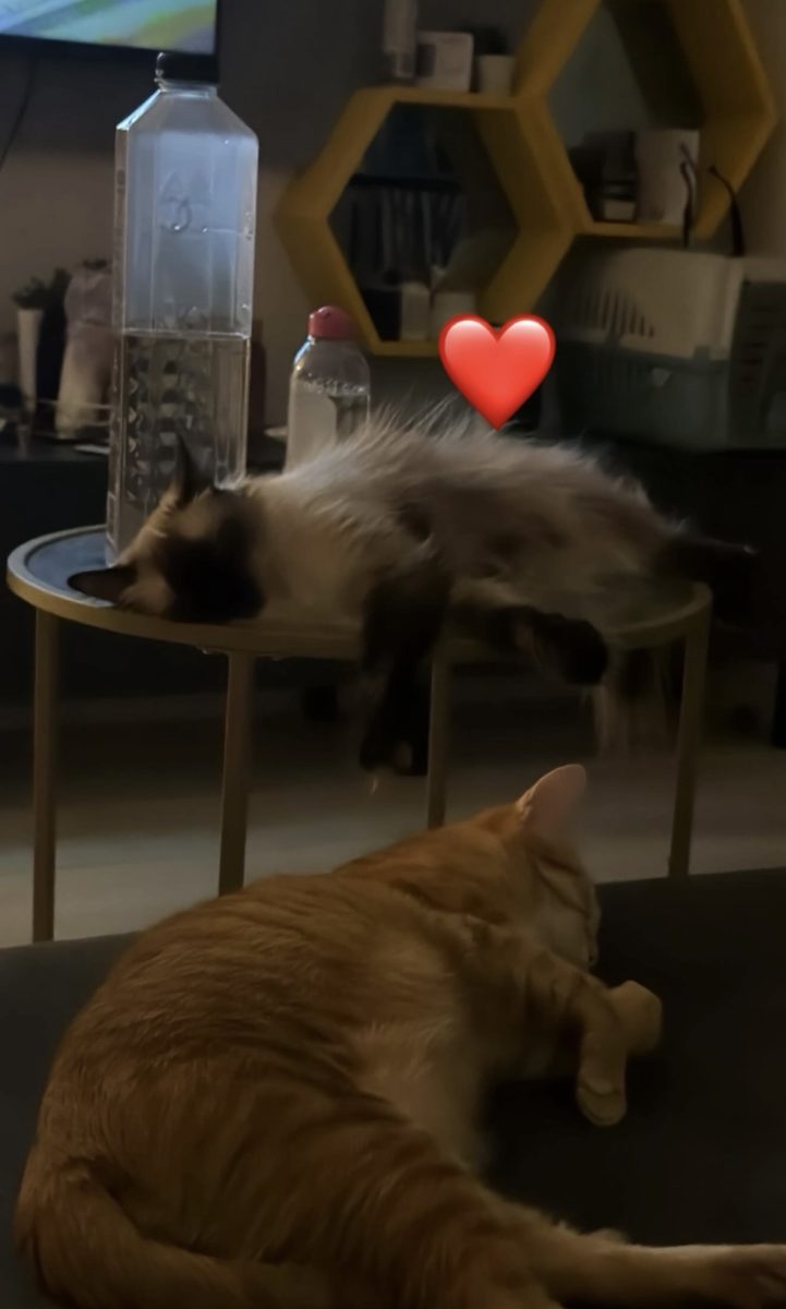 Two beautiful girls for adoption