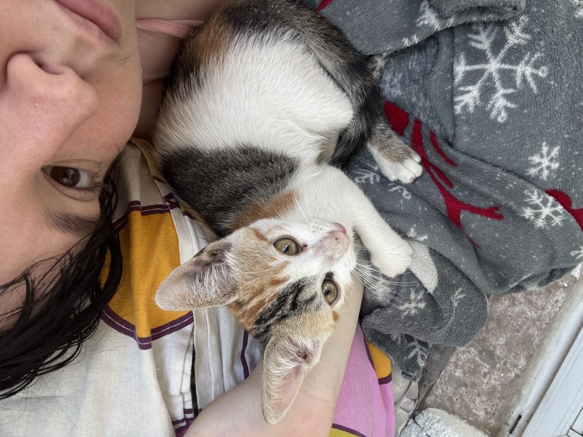 Adoptie pisici