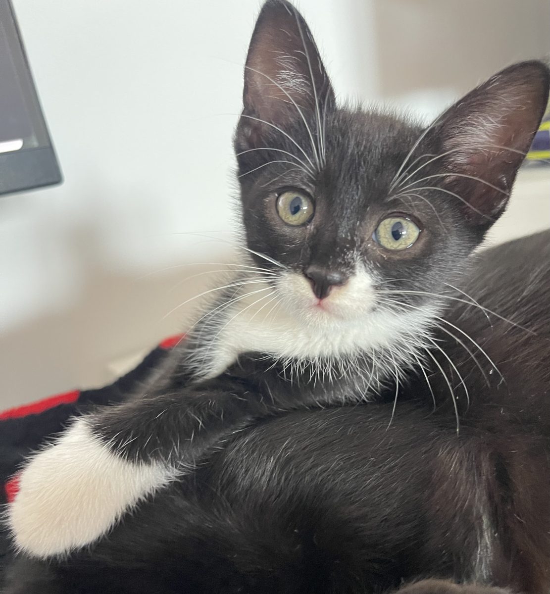 Adopție Pisicuță Mică