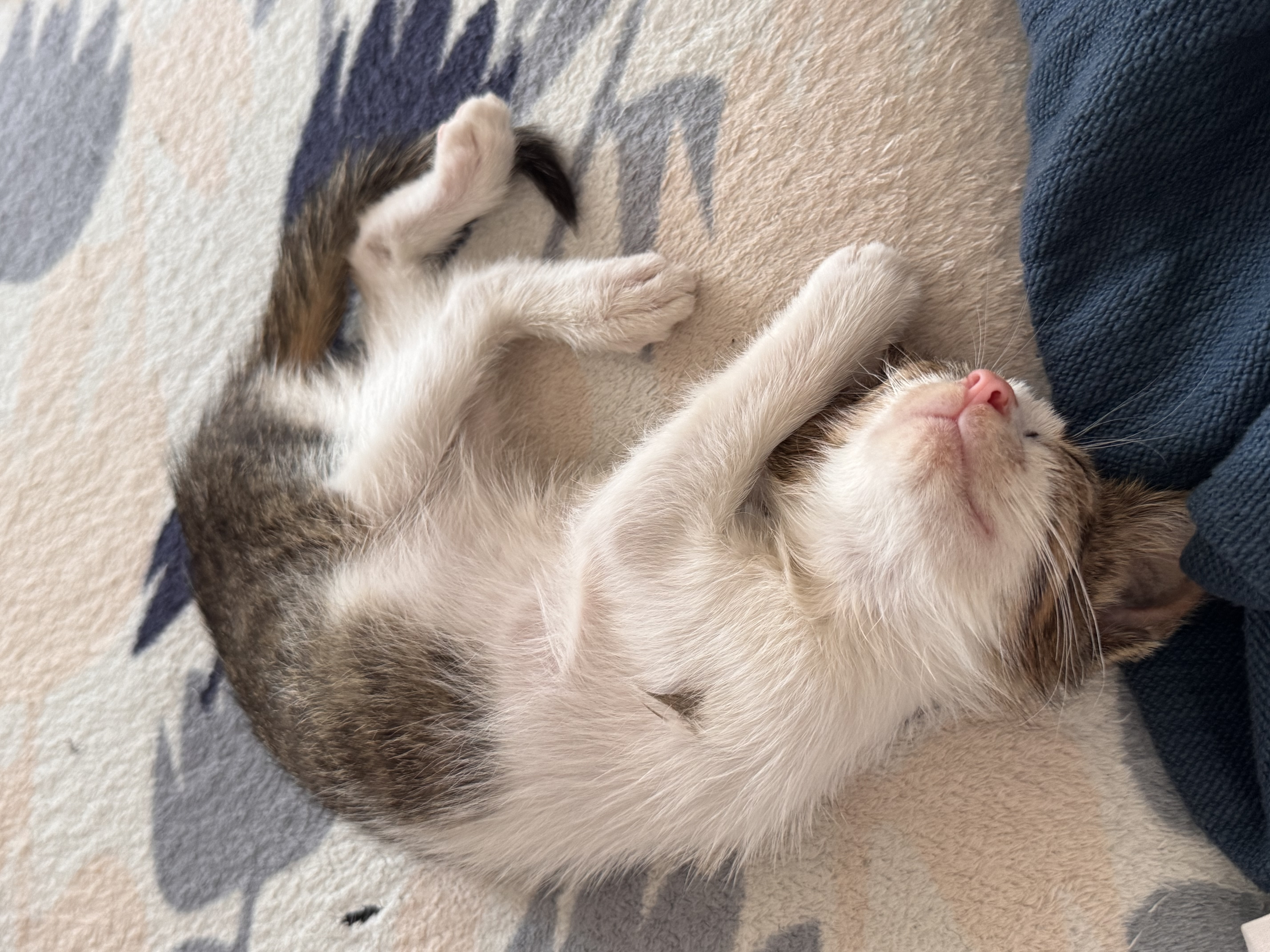 Pisica de adoptie