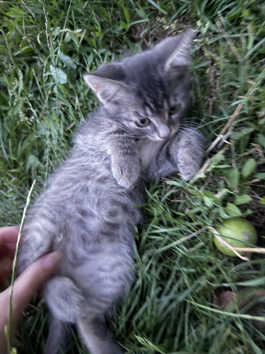 Gogu își caută o familie iubitoare