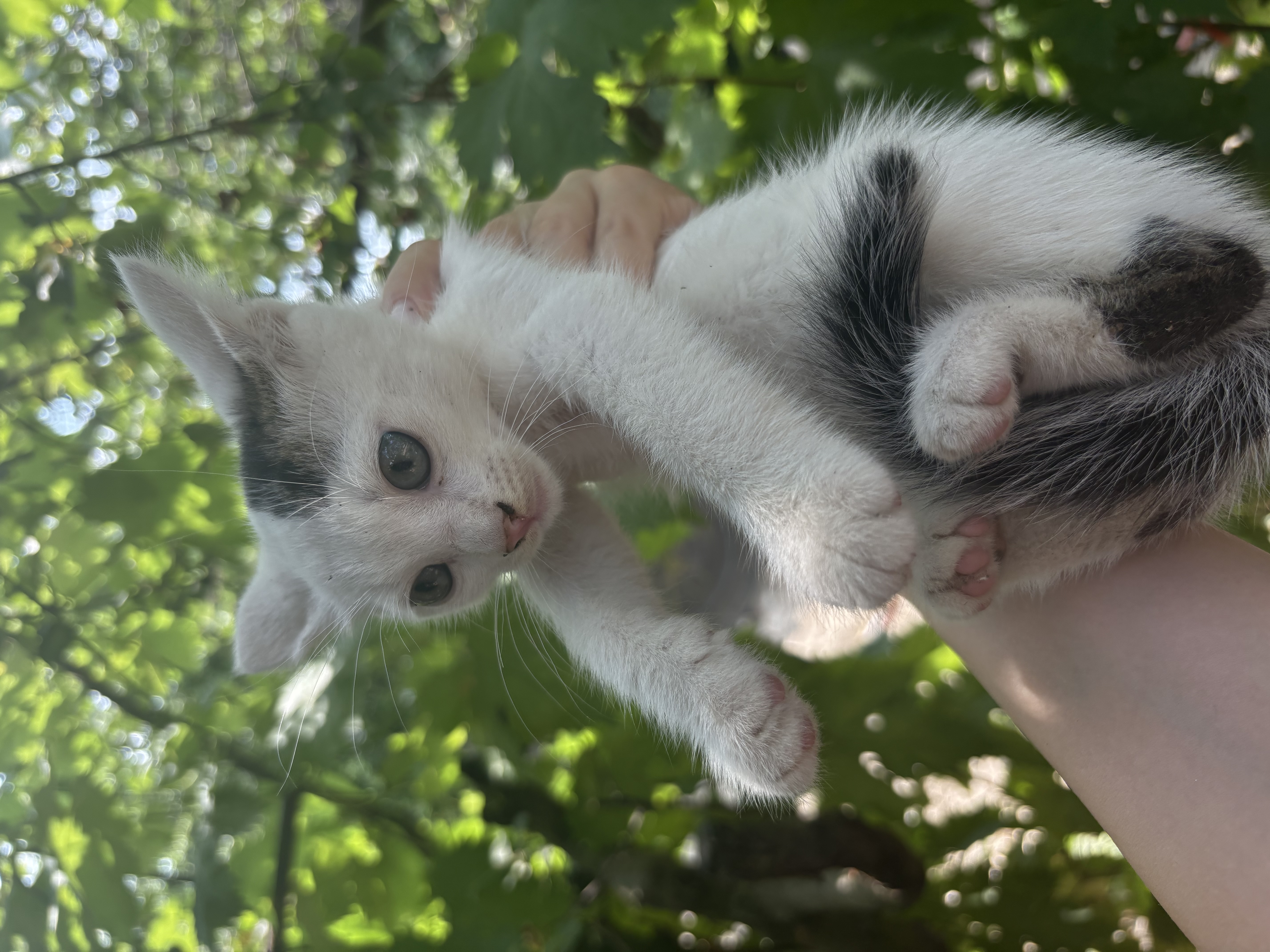 Două pisicuțe își caută o casă! O fetiță și un băiețel!