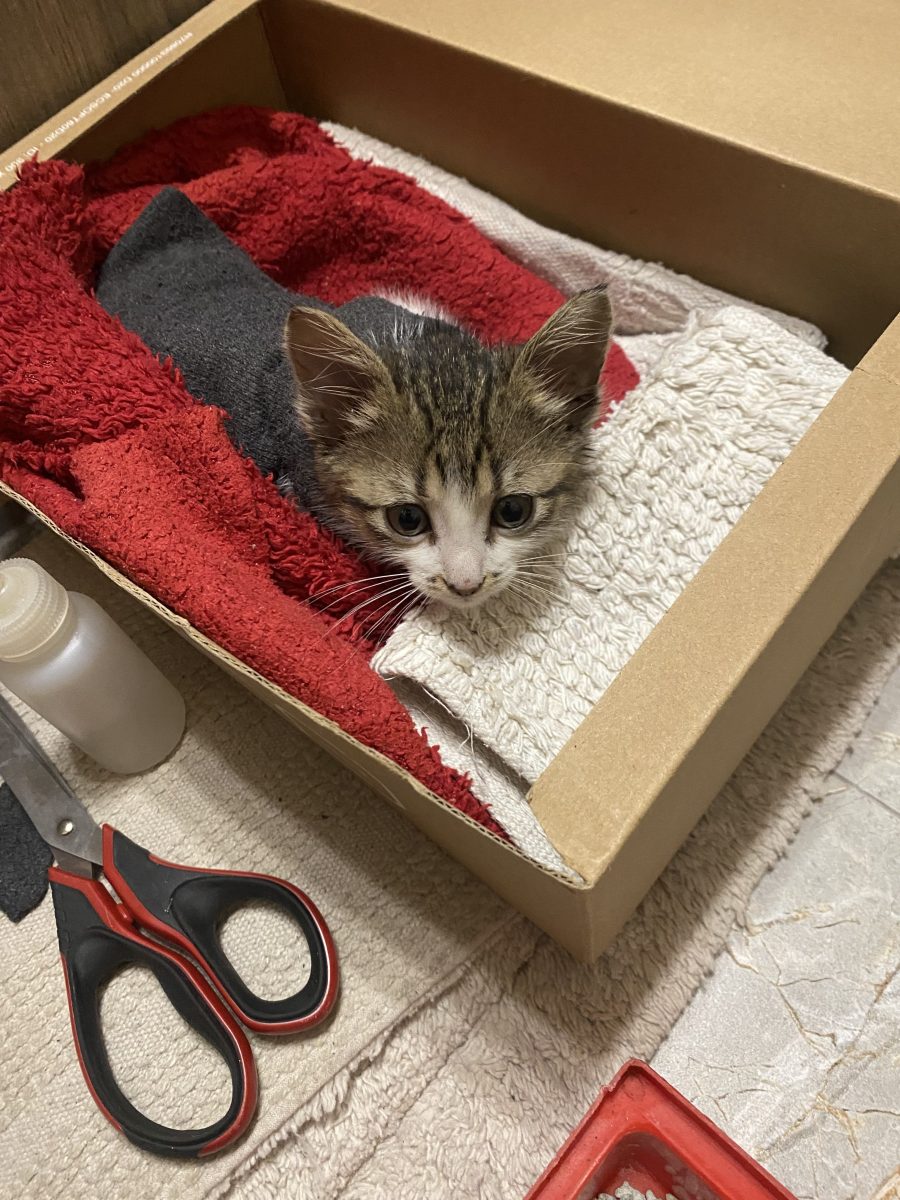 Pui de pisică spre adoptie