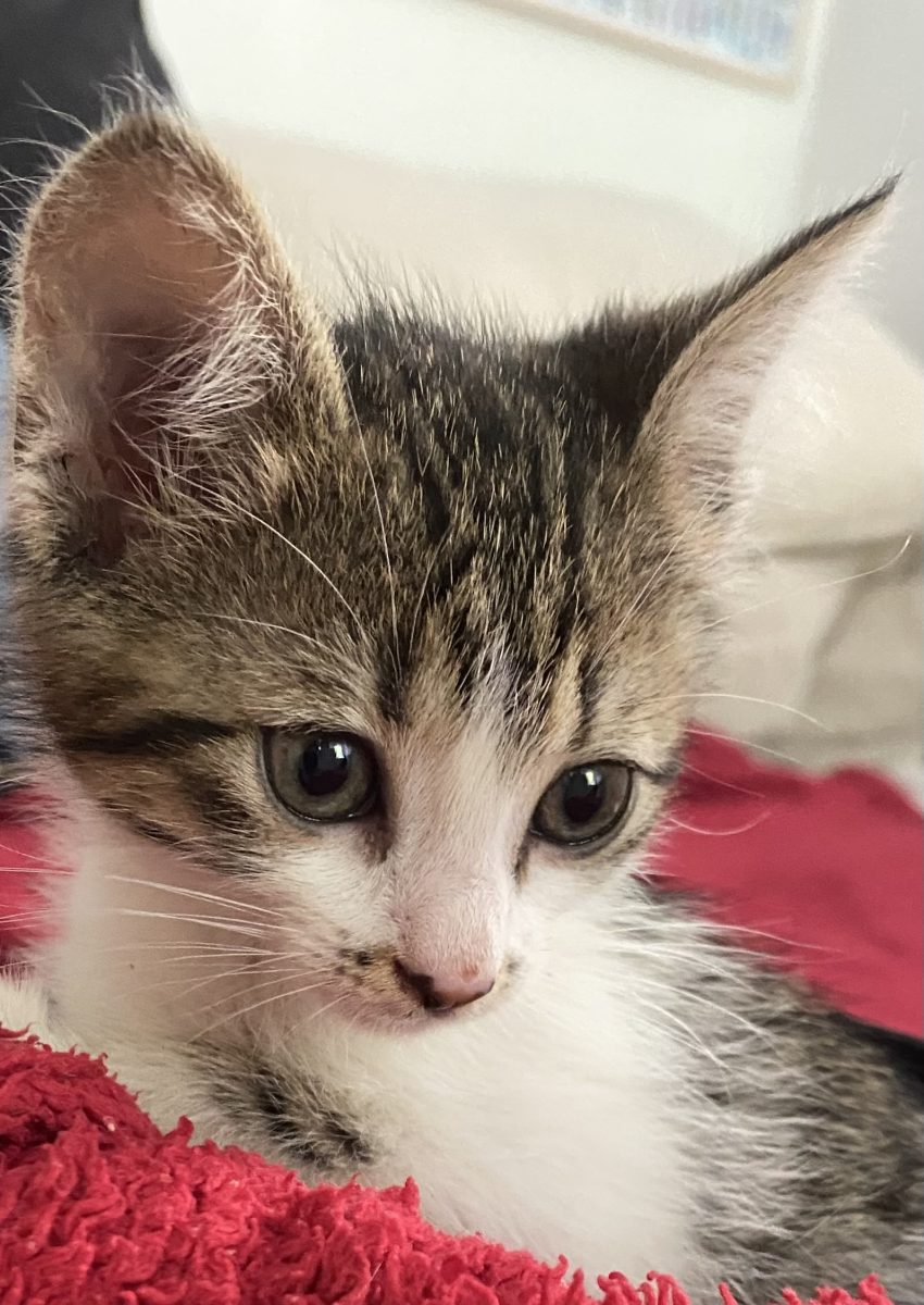 Pui de pisică spre adoptie