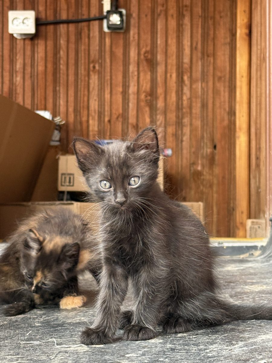 3 pisoi jucausi spre adoptie