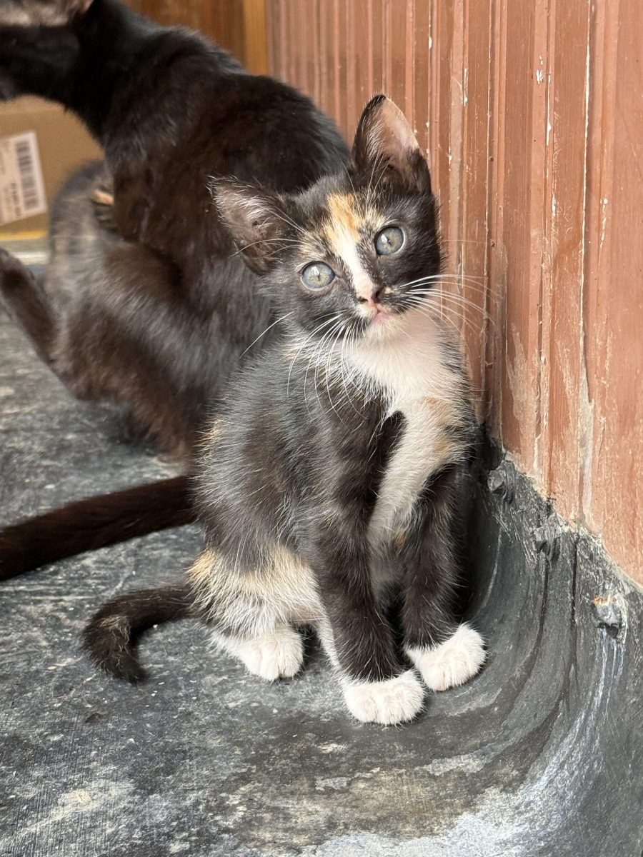 3 pisoiași jucăuși iși caută familie