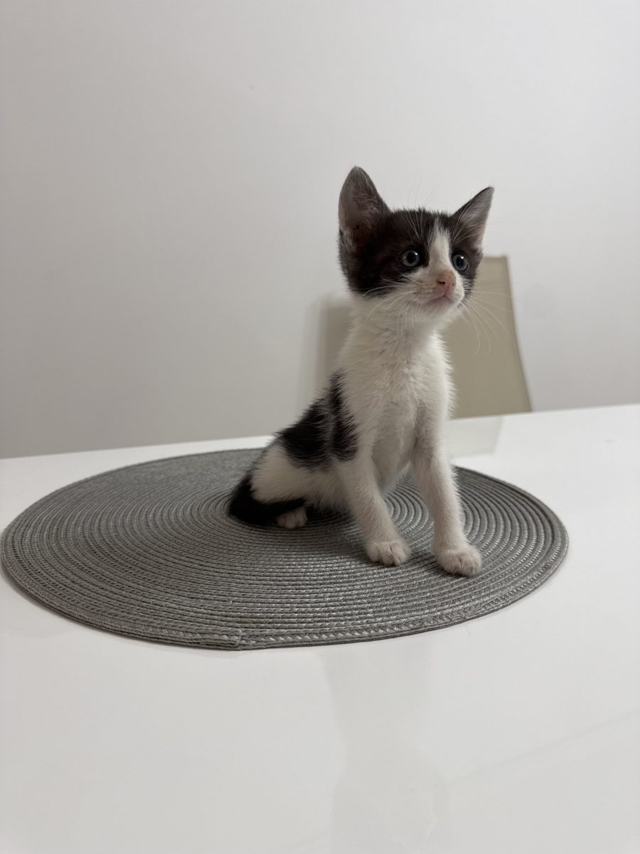 Oreo își caută căsuța 🩷🌸