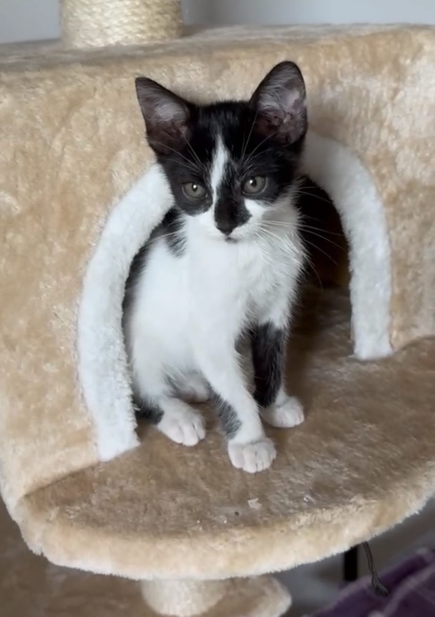 Jimmy – motanel superb pentru adoptie