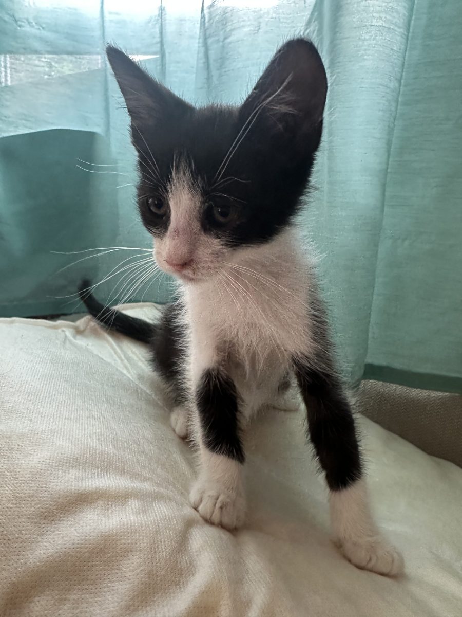 🐾 Spre adopție – Pisoi negru cu alb,1,5- 2 luni 🖤🤍