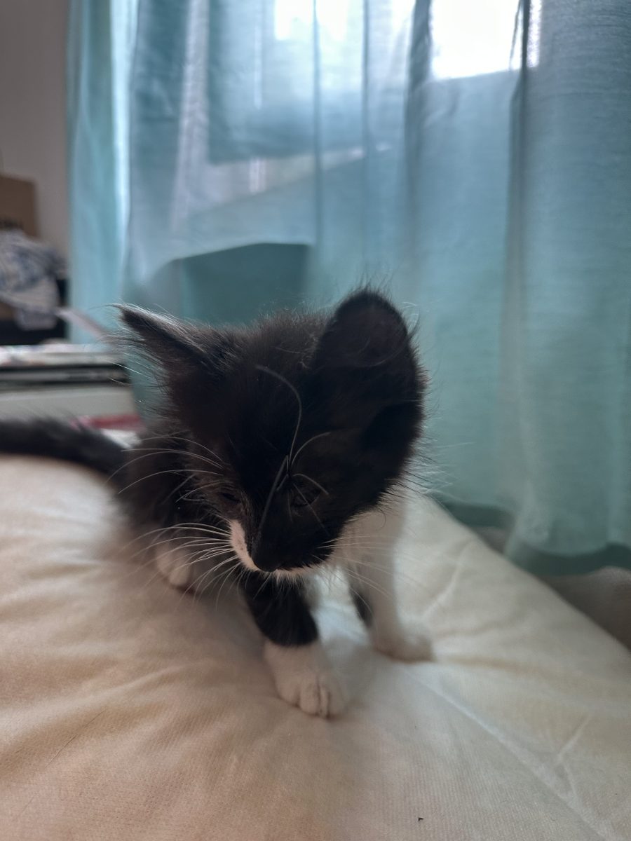 🐾 Spre adopție – pisoi negru cu alb 🖤🤍